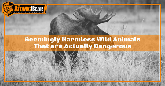 Seemingly Harmless Wild Animals That are Actually Dangerous
